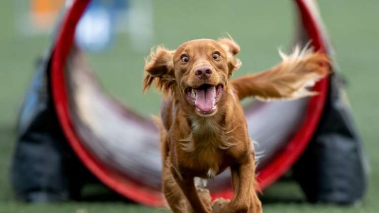 The Ultimate Guide to Dog Agility Training: How to Train Your Dog Like a Pro