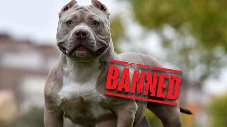 Dangerous Dogs Act: UK 2024/25 Update (What Owners Need to Know)