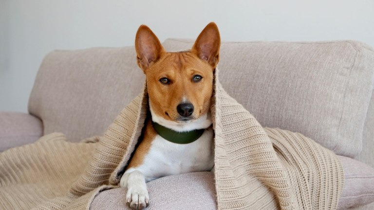 The Basenji: The Dog That Doesn’t Bark (But Yodels Instead!)