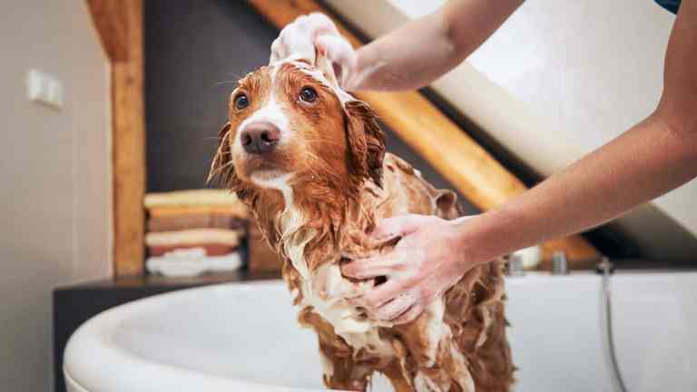 How Often Should You&nbsp;Really&nbsp;Bathe Your Dog? A No-Nonsense UK Guide by Coat, Breed & Lifestyle