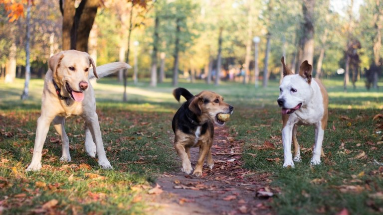 Best Dog Breeds for First-Time Owners