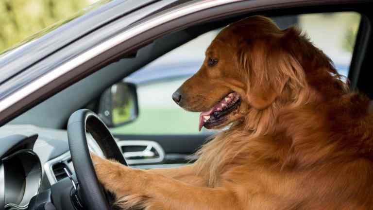 What Are the Rules for Travelling With Dogs in the Car? (UK Law 2025 Guide)