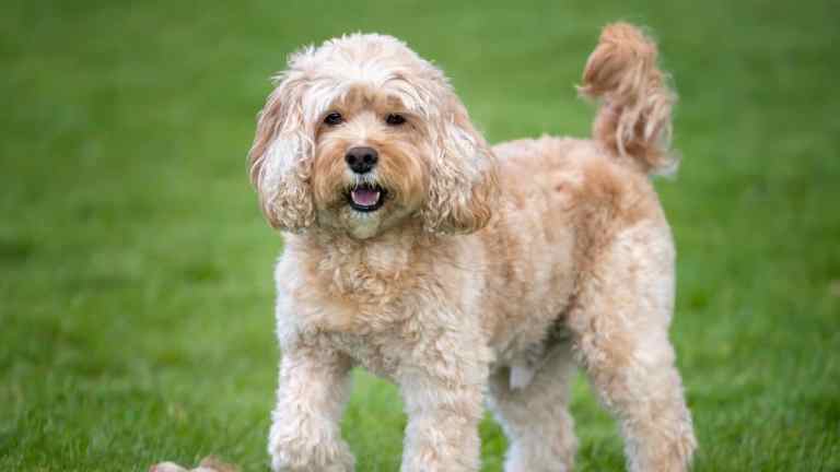 The Cavapoo: A Beloved Companion Breed with a Big Heart