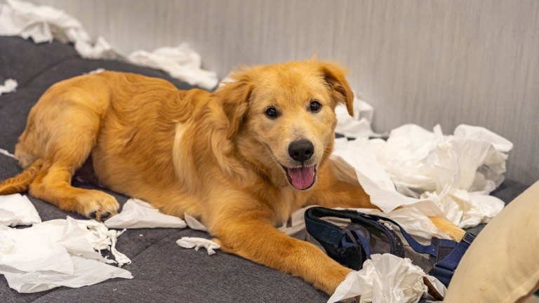 Common Dog Behaviour Problems & How to Fix Them