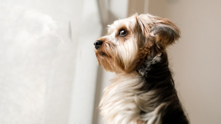 Dog Separation Anxiety: Causes, Prevention & Solutions