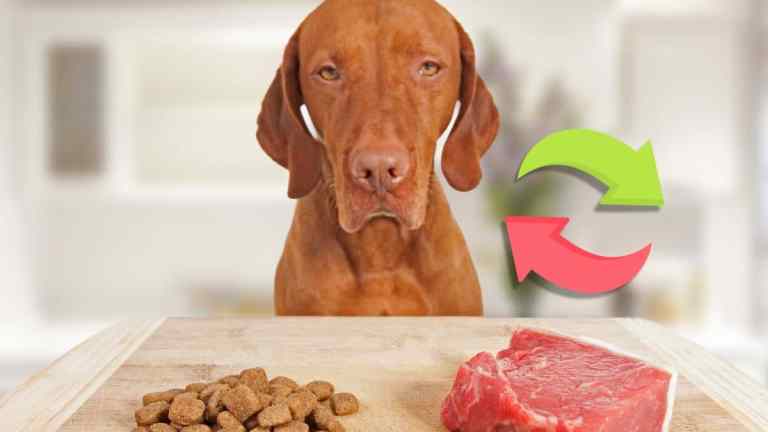 How to Switch Your Dog’s Food Safely (UK Guide)