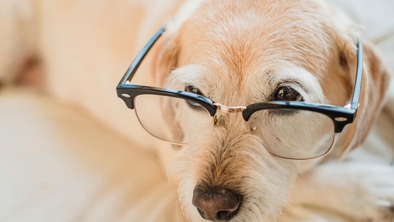 10 Smartest Dog Breeds (And What Makes Them So Clever)