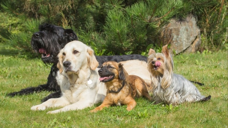 How to Socialise Your Dog: A Step-by-Step Guide for Puppies & Adults