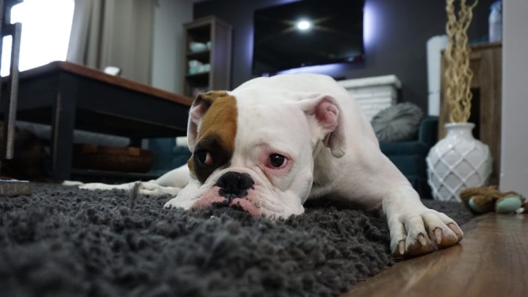 The 8 Laziest Dog Breeds (For Owners Who Love to Chill)