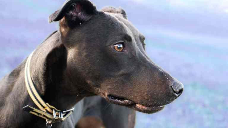 The Lurcher: Britain’s Underrated Sighthound Cross