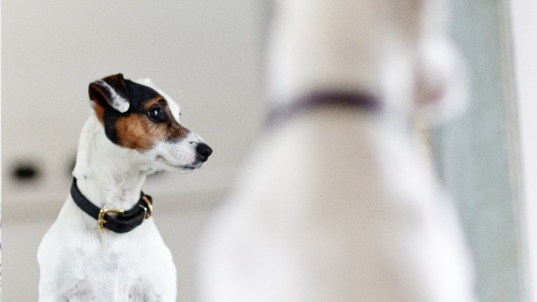 Can Dogs Recognise Themselves in a Mirror? The Truth About Canine Self-Awareness