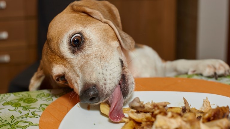 10 Most Mischievous Dog Breeds (And How to Keep Up With Them!)