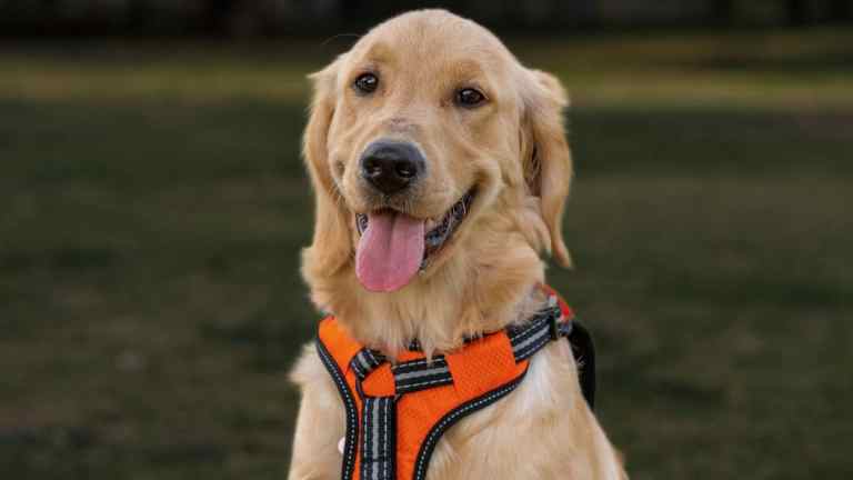 How to Safely Walk Your Dog at Night (UK Guide)