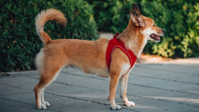 The Mystery of the Norwegian Lundehund: The Dog With Six Toes and a Flexible Neck