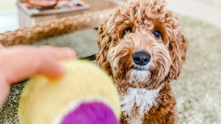 5 Fun and Engaging Ways to Play With Your Dog