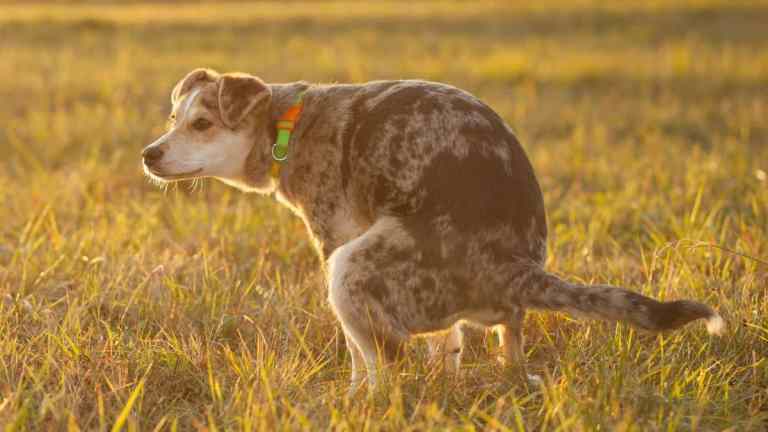 Do You Legally Have to Pick Up Dog Poo in the Countryside? (UK Guide 2025)
