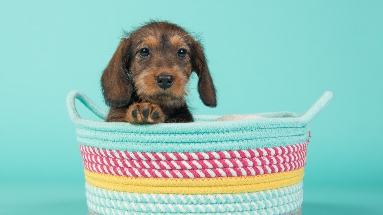 What to Do in the First 24 Hours with a New Puppy: The Ultimate Guide