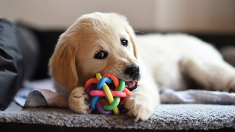 Complete Puppy Care Guide for New Owners: Essential UK Advice & Tips