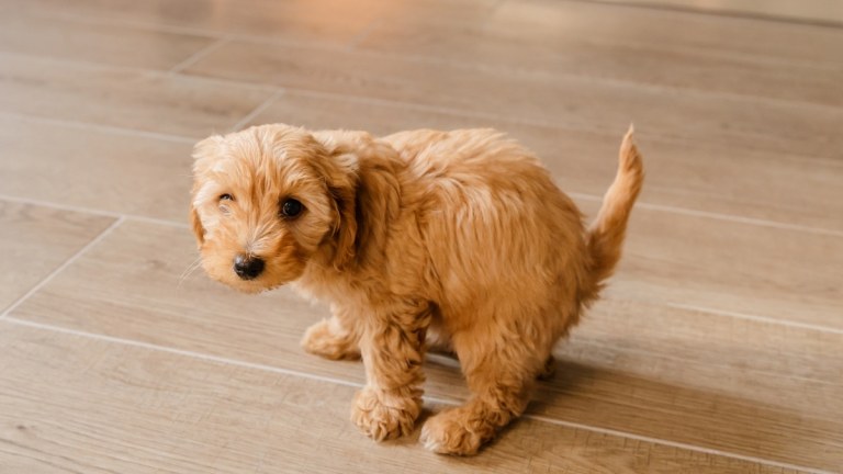 How to House Train a Puppy: The Ultimate UK Guide