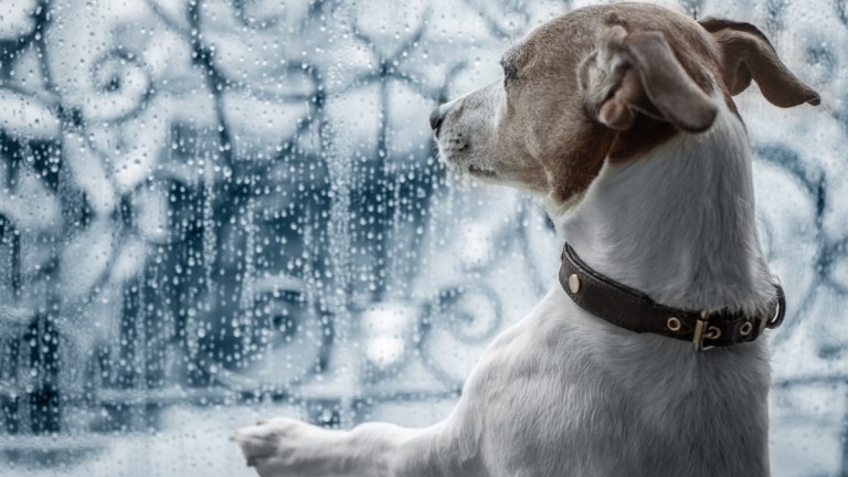 Best Activities for High-Energy Dogs on Rainy Days