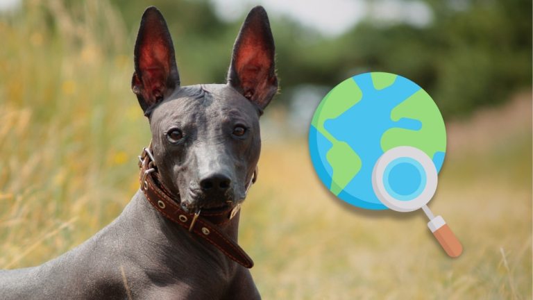 8 Rare Dog Breeds You’ve Never Heard Of (But Should!)