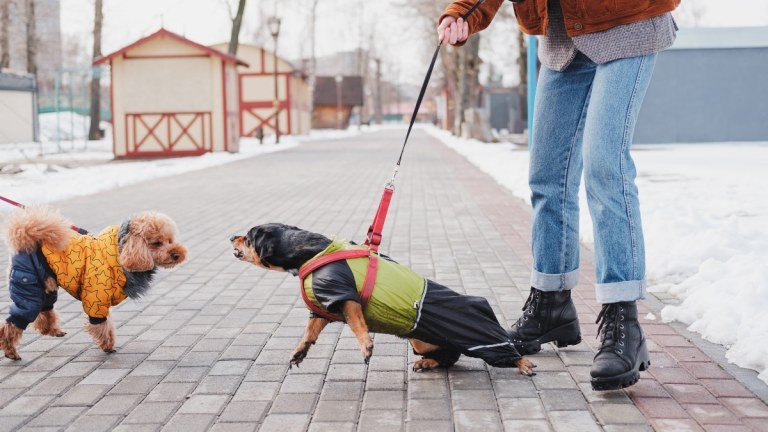 How to Help a Reactive Dog: The Do’s and Don’ts of Managing Reactivity