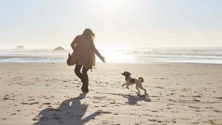 Dog Recall Training That Actually Works: The Ultimate Guide for UK Dog Owners