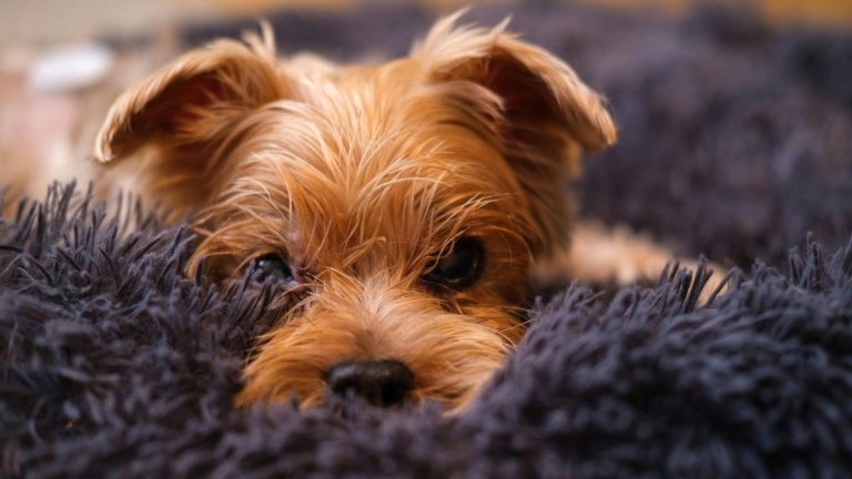 10 Dogs with Low Energy Levels