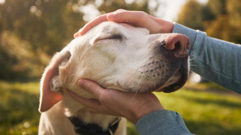 The Benefits of Adopting a Senior Dog: Why Older Dogs Make Great Pets