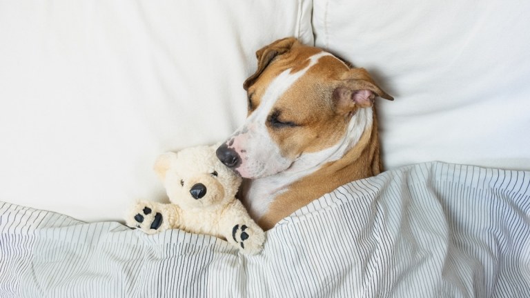 Do Dogs Dream? The Science Behind What Happens in Your Dog’s Sleep