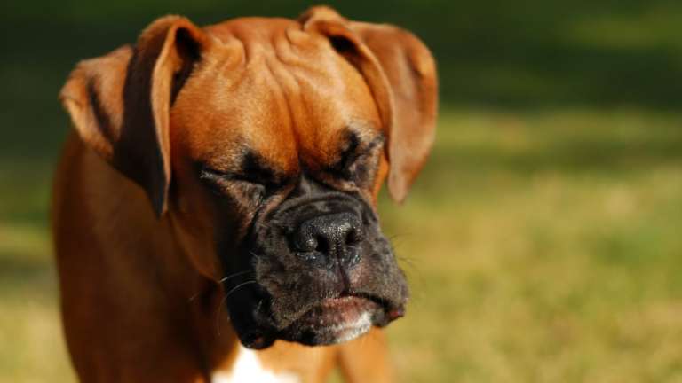 Understanding Reverse Sneezing in Dogs: Causes, Symptoms & What to Do (UK Guide)