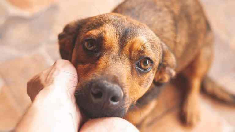 Why Does My Dog Stare at Me? The Ultimate Guide to Doggy Staring Behaviour