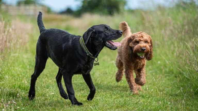 Should You Get a Second Dog? Pros, Cons & What to Know Before You Do