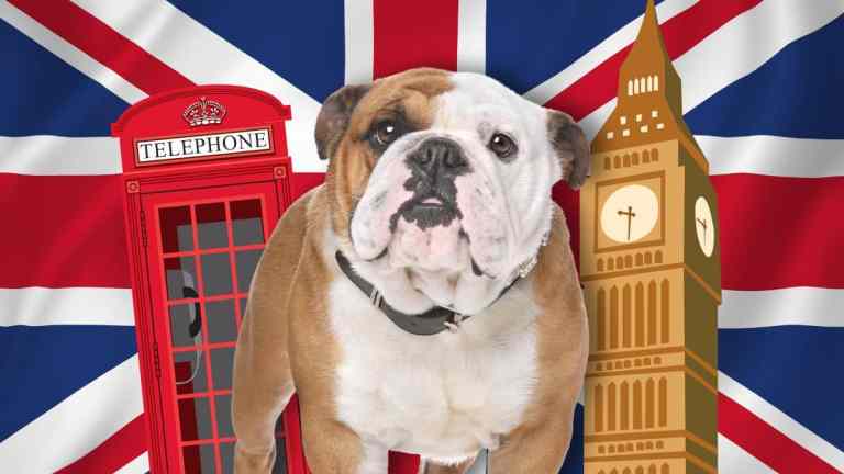 The History of British Dog Breeds: From Royal Companions to Working Legends (UK Guide)