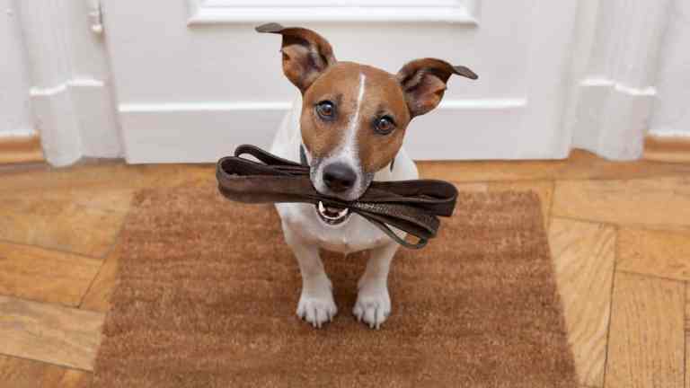 How Many Walks a Day Does a Dog Need? (UK Owner’s Guide 2025)