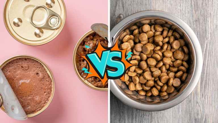 Wet vs Dry Dog Food: The Ultimate UK Guide for Dog Owners