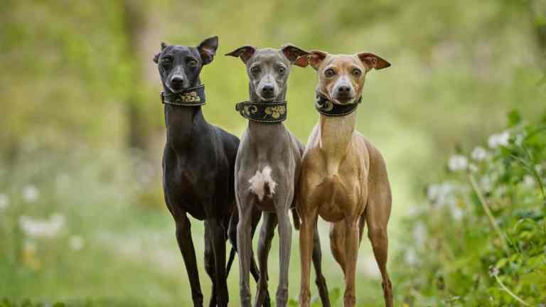 Whippet Breed Guide: The Gentle, Speedy Companion