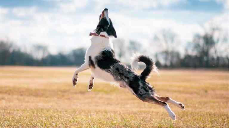 Why Do Dogs Get the Zoomies? The Ultimate Guide to Dog Zoomies