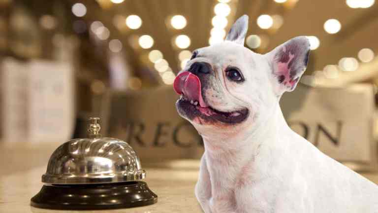 How to Find Truly Dog-Friendly Accommodation in the UK (2025 Guide)