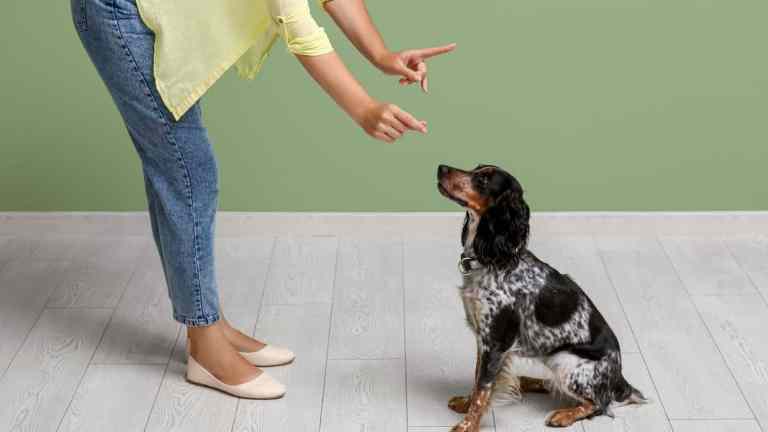 The 10 Worst Dog Training Mistakes (And What to Do Instead)