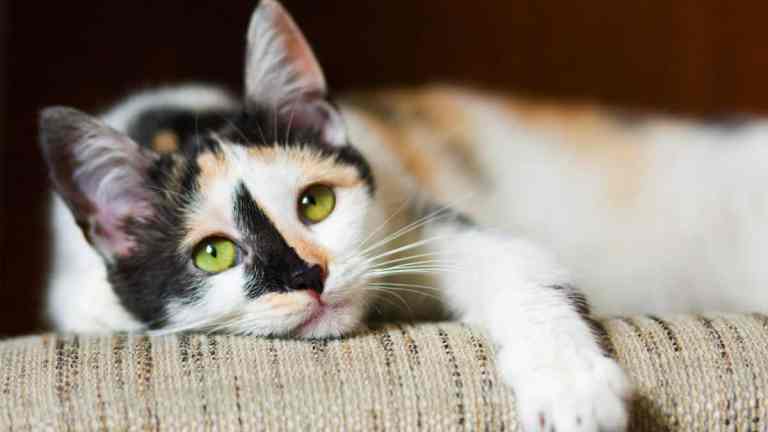 7 Signs Your Cat Is Bored (And What to Do About It)