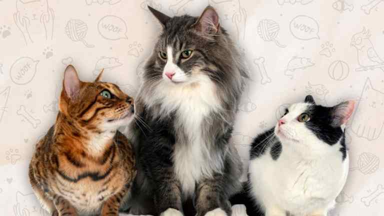 Hairless to Fluffy: A Guide to Popular Cat Breeds