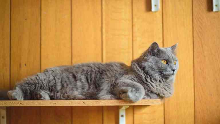 How to Make Your Home Cat Friendly on a Budget