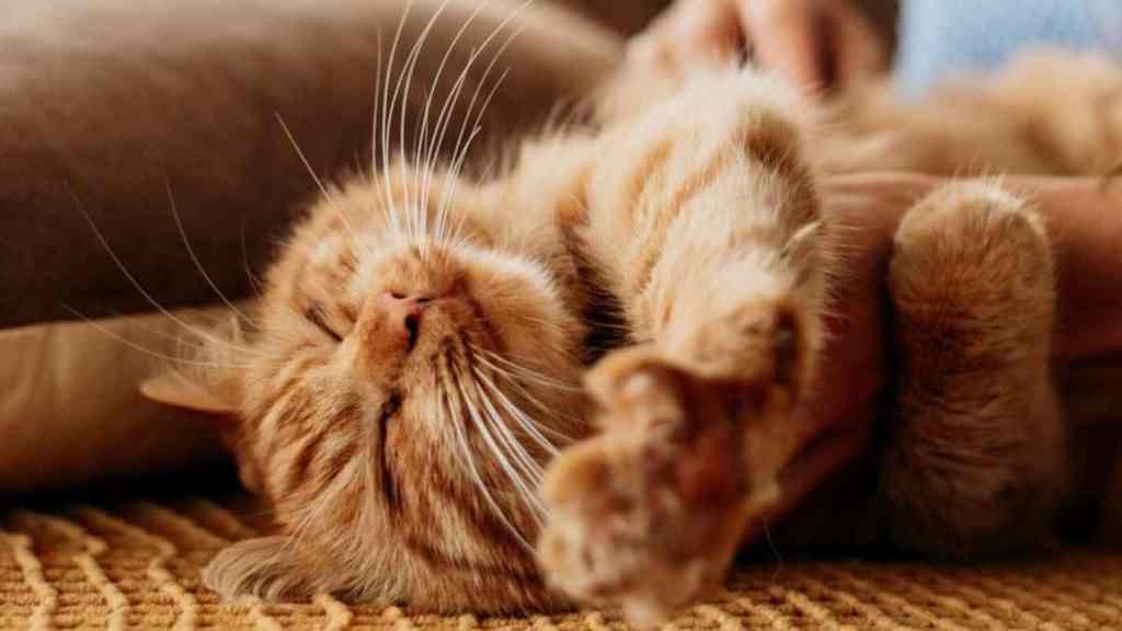 Why Does My Cat Knead Me? Understanding Feline Behaviour | FluffPost - Cat Kneading And Excessively Clumping