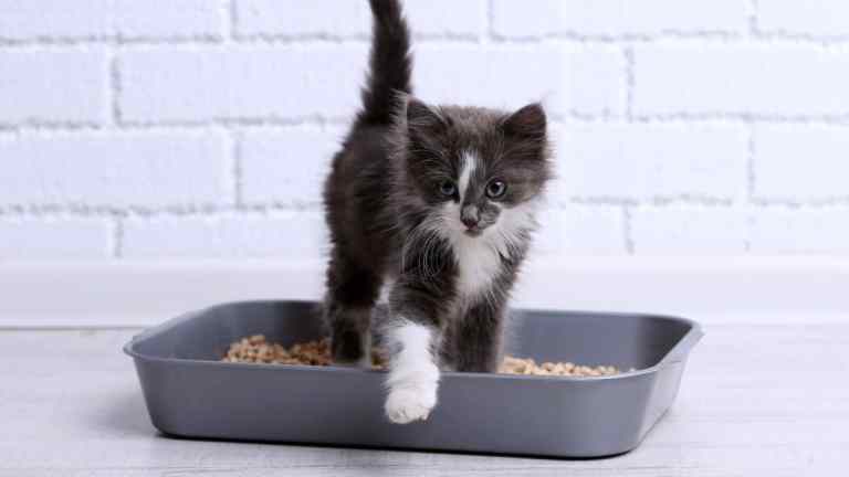 How to Litter Train a Kitten: Step-by-Step for New Cat Owners