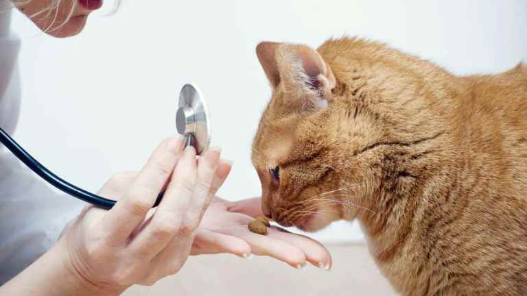 How to Tell If Your Cat Is in Pain