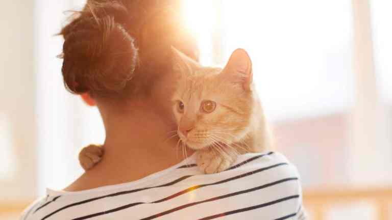 Which Cat Breed Matches Your Personality?
