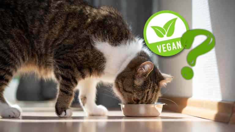 Can Cats Be Vegan? The Truth About Feline Diets