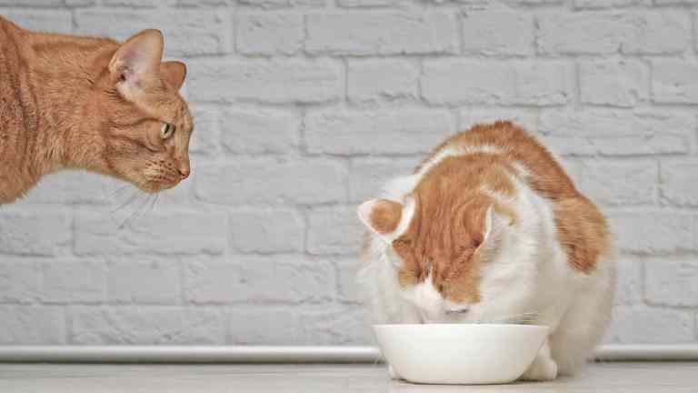 Do Cats Get Jealous? How to Keep the Peace in a Multi-Cat Home