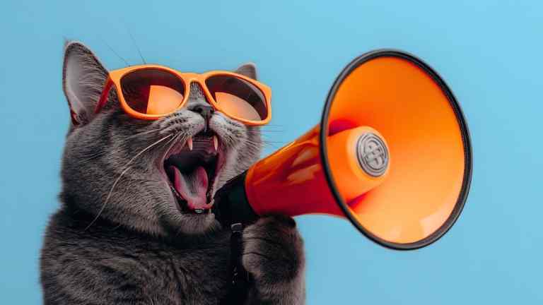 The Most Talkative Cat Breeds Ranked